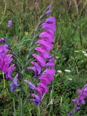 Gladiolus imbricatus