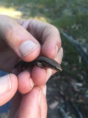 Pseudemoia entrecasteauxii