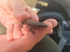 Pseudemoia entrecasteauxii