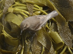 Cinclodes antarcticus