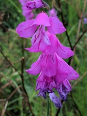 Gladiolus imbricatus