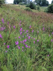 Gladiolus imbricatus