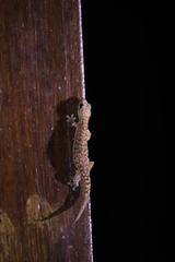 Hemiphyllodactylus hongkongensis