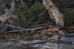 Pseudemoia entrecasteauxii