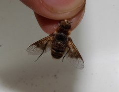 Thyridanthrax elegans