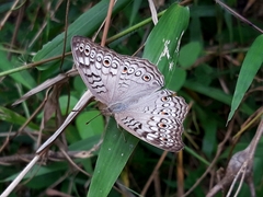 Junonia atlites