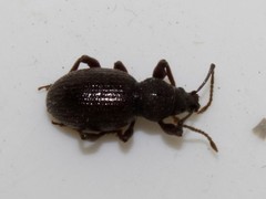 Otiorhynchus bisphaericus