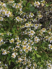 Scaevola crassifolia