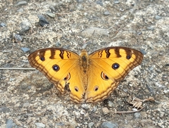 Junonia almana