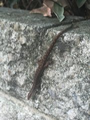 Saproscincus spectabilis