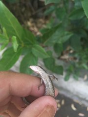 Saproscincus spectabilis