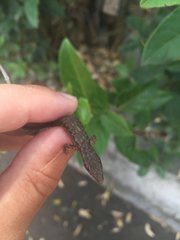 Saproscincus spectabilis