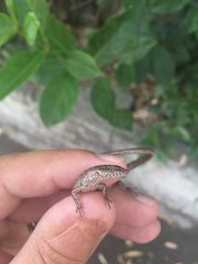 Saproscincus spectabilis