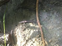 Saproscincus spectabilis