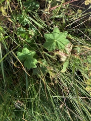 Alchemilla glabra