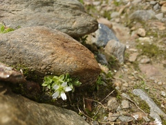Cerastium pedunculatum