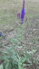 Salvia deserta