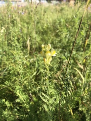 Linaria acutiloba
