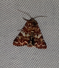 Anarta myrtilli