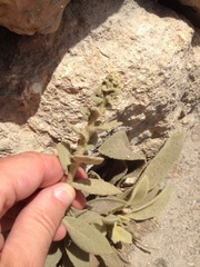 Verbascum sinaiticum