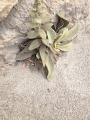 Verbascum sinaiticum