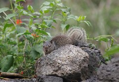 Otospermophilus variegatus variegatus