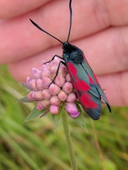 Zygaena viciae