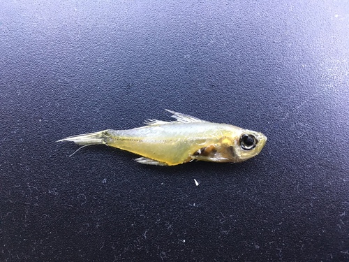 Port Jackson glassfish (Ambassis jacksoniensis) — Ambassidae — 3