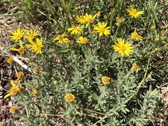 Heterotheca pedunculata