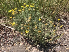 Heterotheca pedunculata