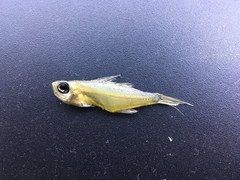 Ambassis jacksoniensis