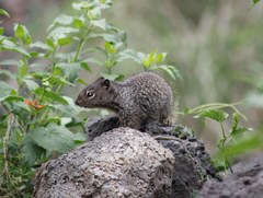 Otospermophilus variegatus variegatus