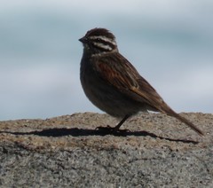 Emberiza capensis