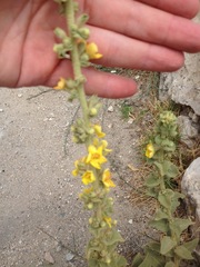Verbascum sinaiticum