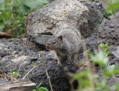 Otospermophilus variegatus variegatus