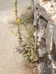 Verbascum sinaiticum