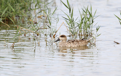 Marmaronetta angustirostris