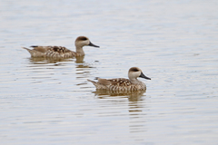 Marmaronetta angustirostris