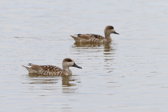 Marmaronetta angustirostris