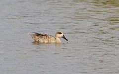 Marmaronetta angustirostris