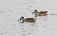 Marmaronetta angustirostris
