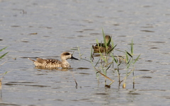 Marmaronetta angustirostris