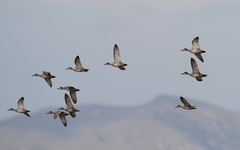 Marmaronetta angustirostris