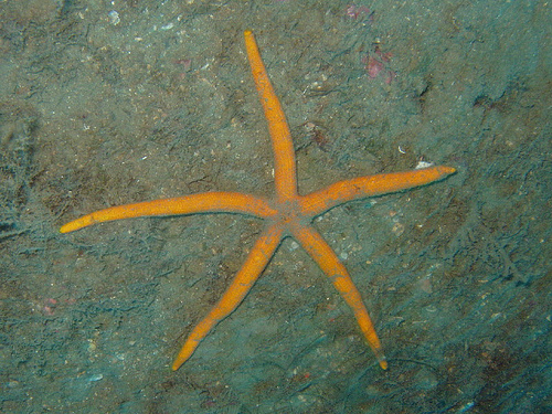 Chaetasteridae