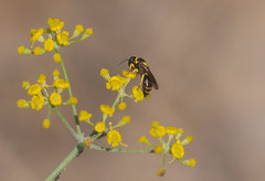 Hylaeus pictus