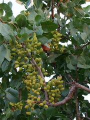 Pistacia vera