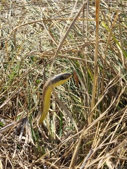 Psammophis mossambicus