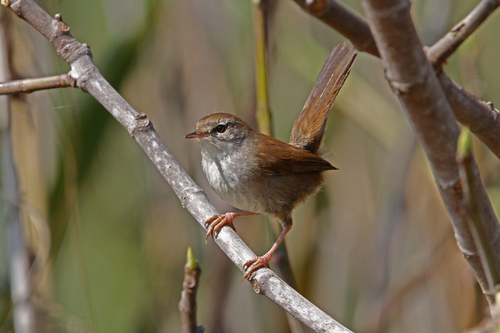 Cetia ruiseñor (Cettia cetti)