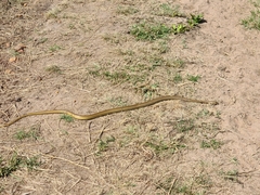 Psammophis mossambicus