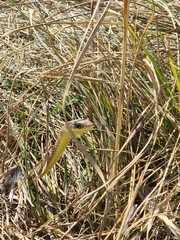 Psammophis mossambicus